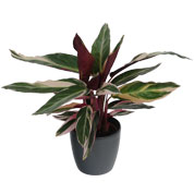 Calathea 'Triostar' + Anthracite Cachepot